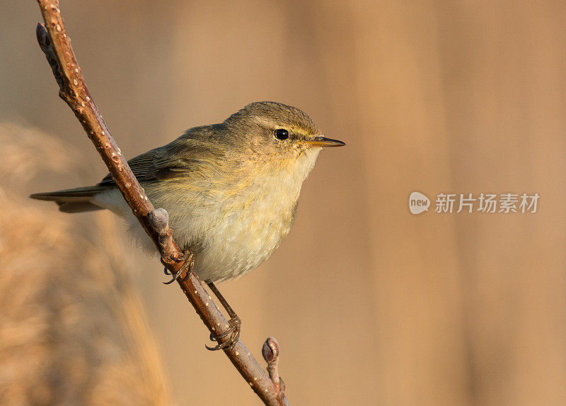 奇夫查夫， （菲洛斯科普斯 · 科利比塔）